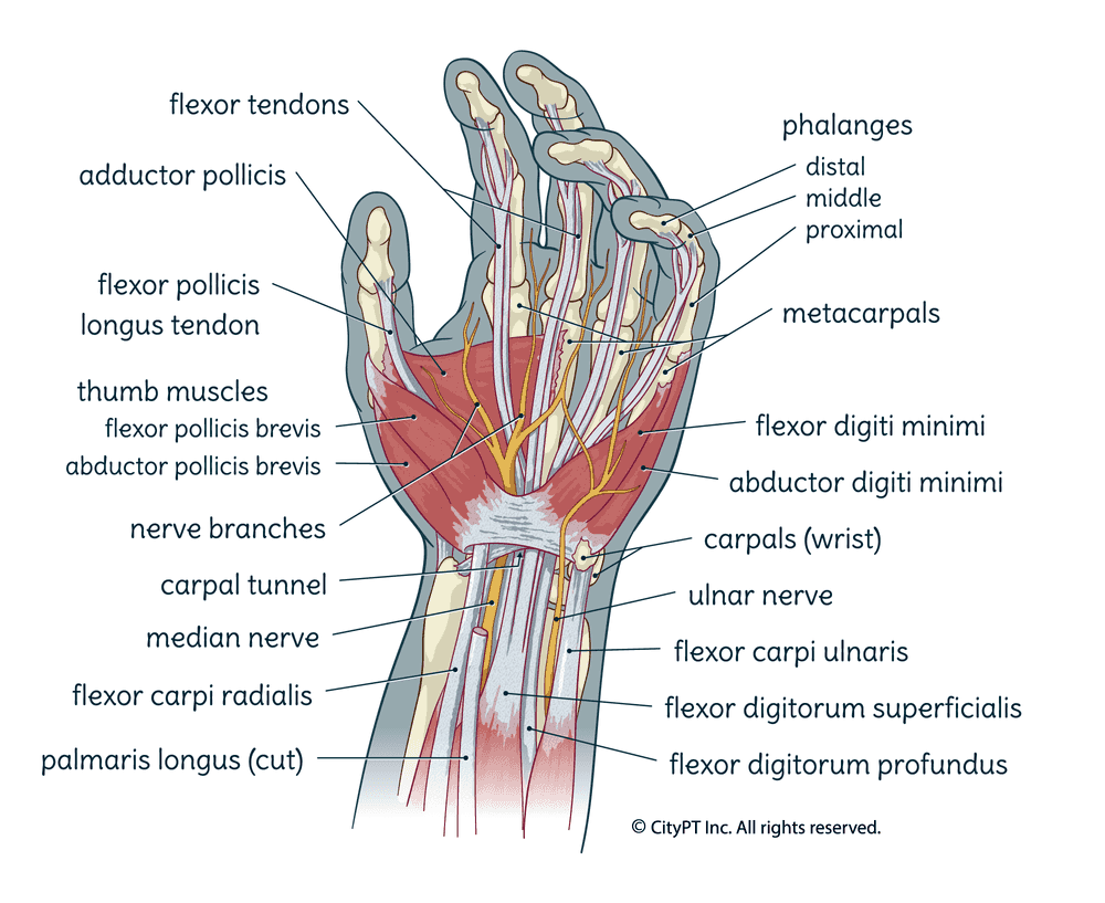Illustration of the muscles, nerves, and bones of the hand and wrist