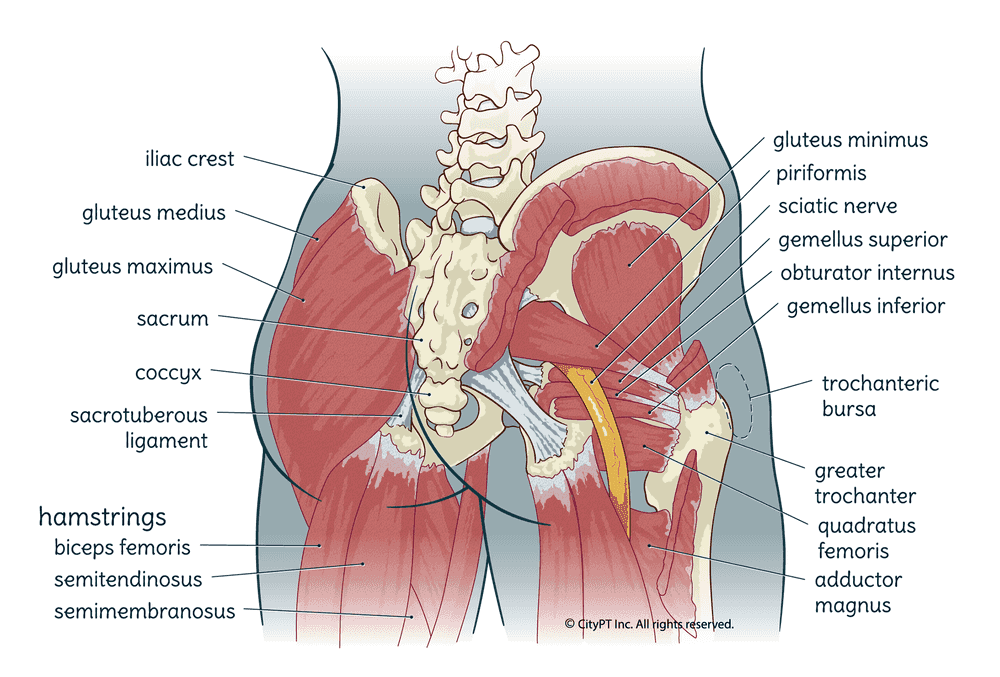 Illustration of the hip, with bones, ligaments, and muscles