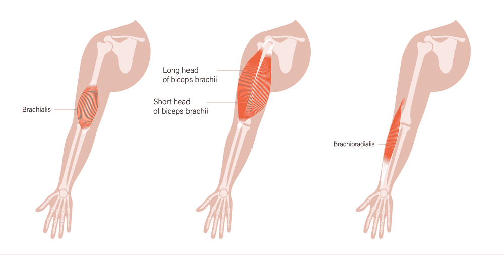 Bicep anatomy