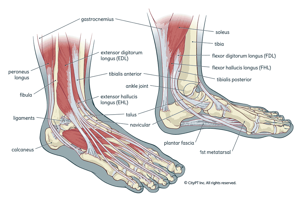 The anatomy of the foot and ankle, including bones, ligaments, and muscles Illustration of the foot ankle including bones, ligaments, and muscles