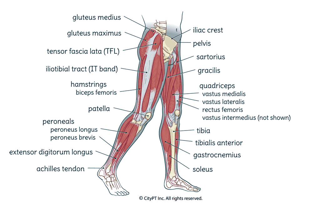 Illustration of the muscles, and bones of the leg