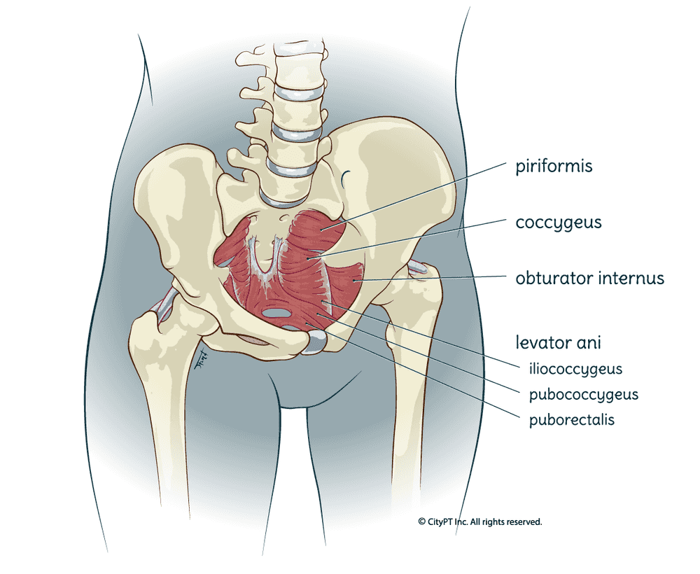 The pelvic floor is made up of muscles and connective tissues that stretch like a hammock from the pubic bone to the tailbone Anatomical illustration of the pelvic floor