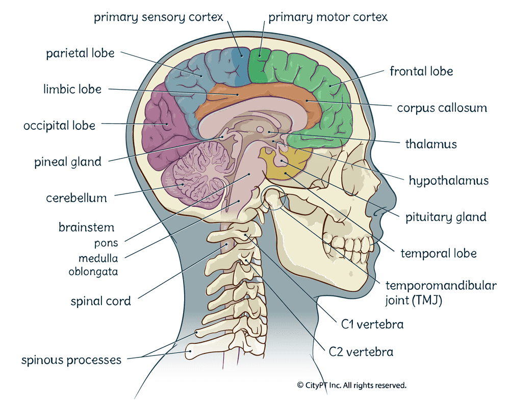 The different glands and lobes of the brain. Illustration of the different regions of the brain
