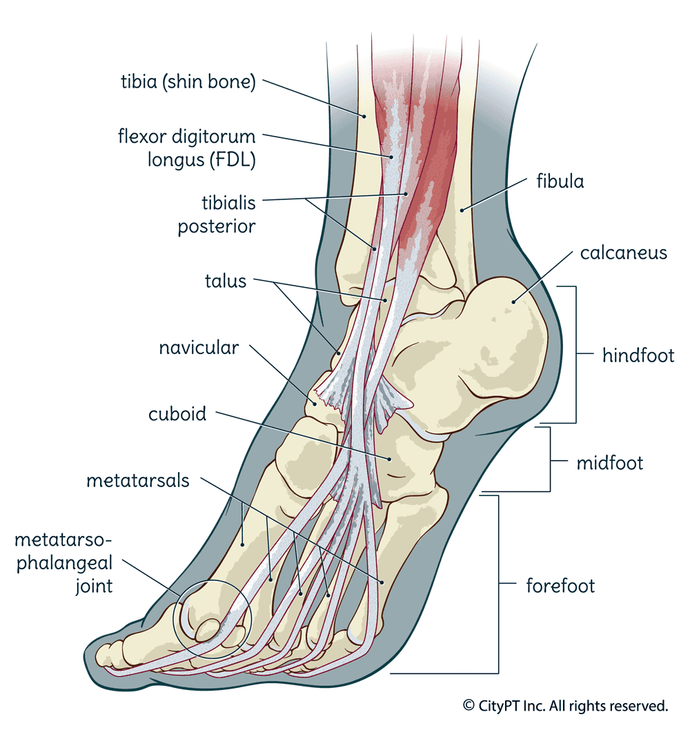 Bone and tendon anatomy of the lower leg and foot, viewed from the sole
