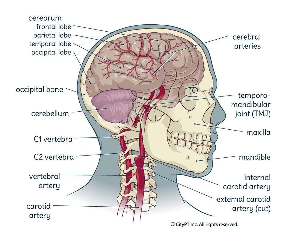 The different regions of the brain. Illustration of the different regions of the brain