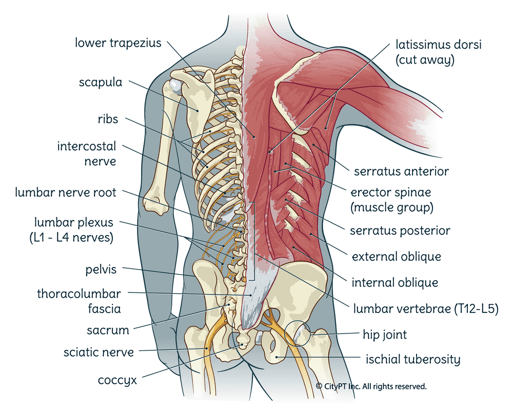Illustration of the muscles, nerves, and bones of the back