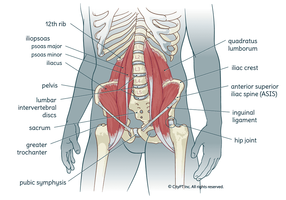 Illustration of the muscles and bones of the lower back