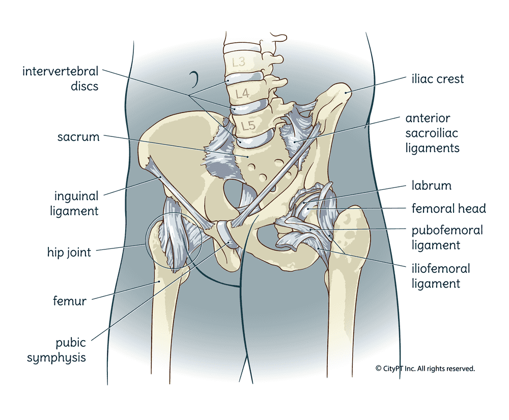 Illustration of the hip including bones and ligaments
