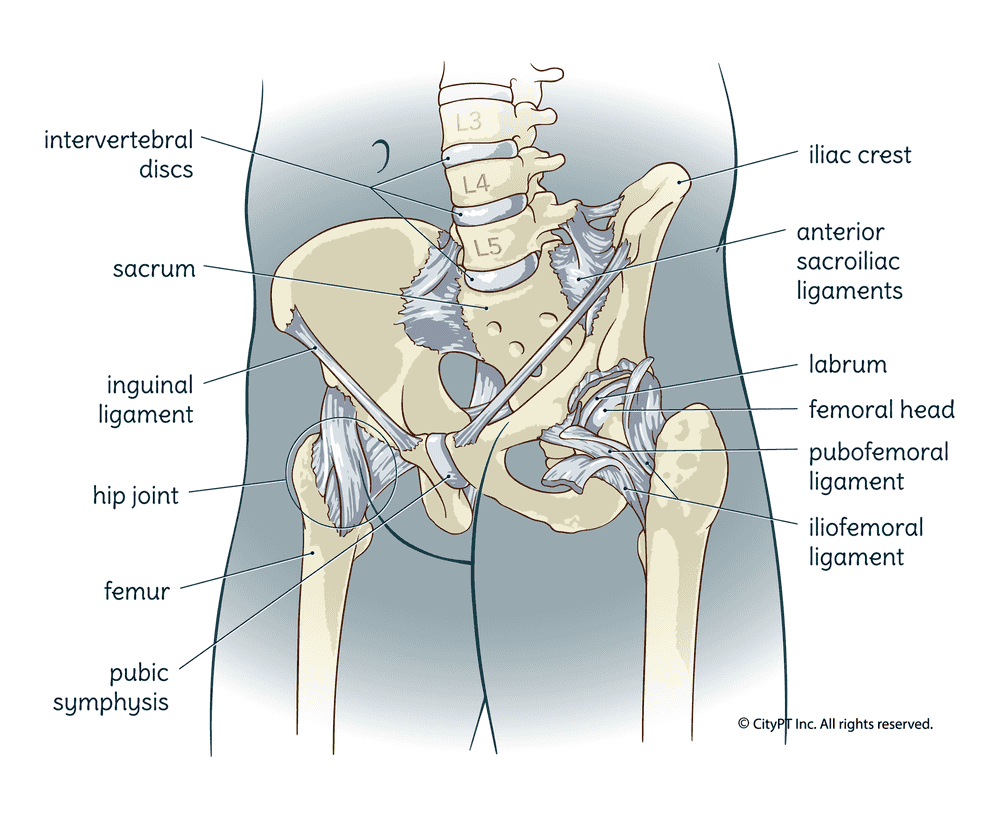 The anatomy of the hip, including bones and ligaments Illustration of the hip including bones and ligaments