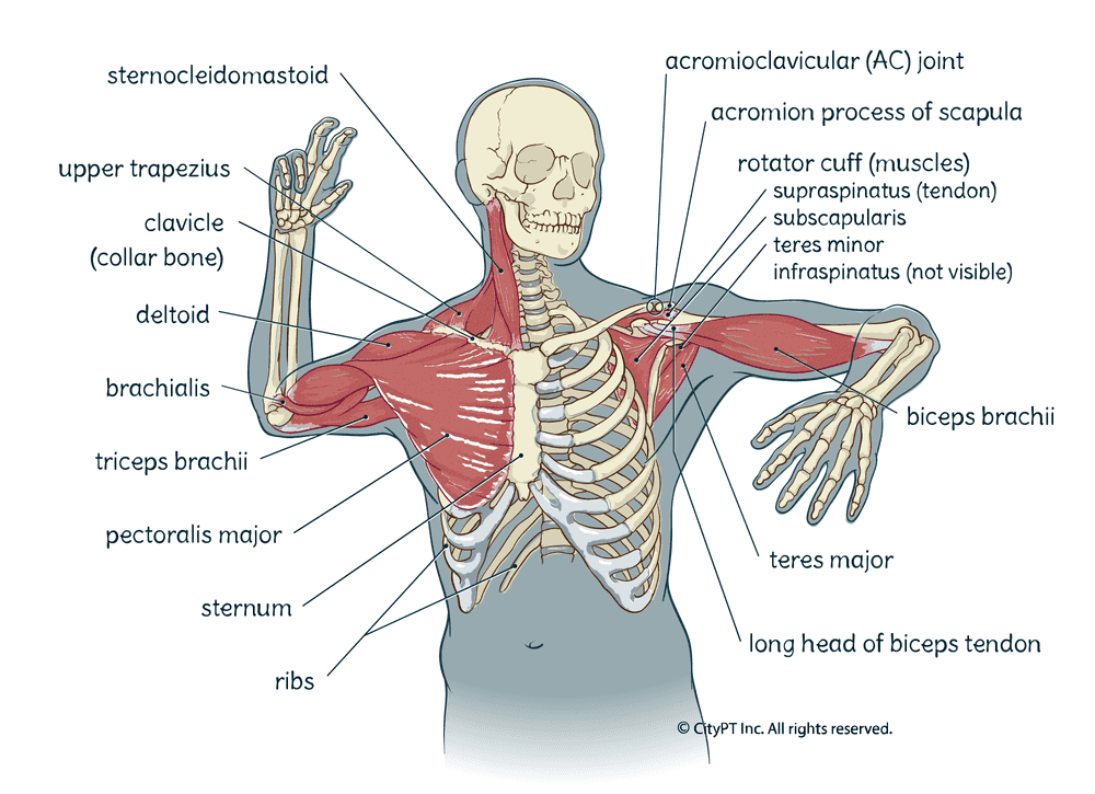 The system of muscles, bones and cartilage that make up the shoulder joint. Illustration of the muscles and bones of the shoulder in a throwing position