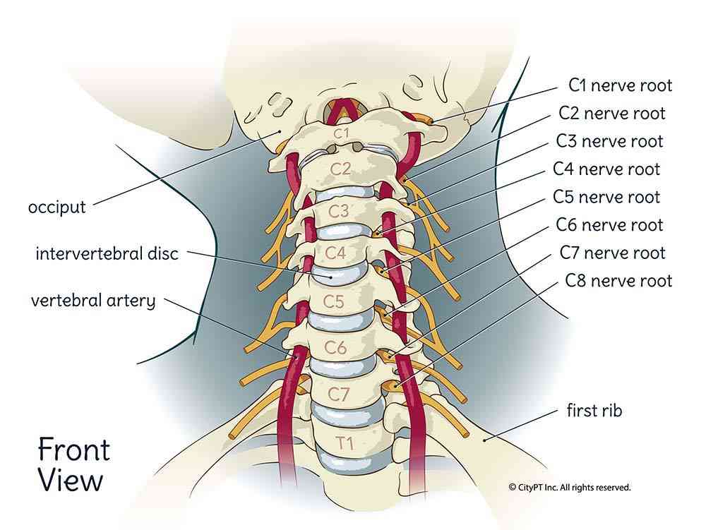 Illustration of the cervical spine including the bones, nerves, and blood vessels