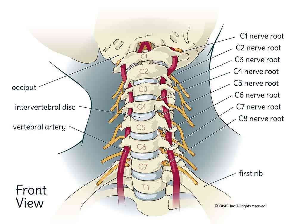The bones, nerves, and blood vessels of the cervical spine Illustration of the cervical spine including the bones, nerves, and blood vessels