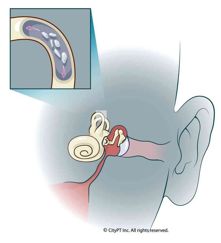 Illustration of vestibular and inner ear anatomy