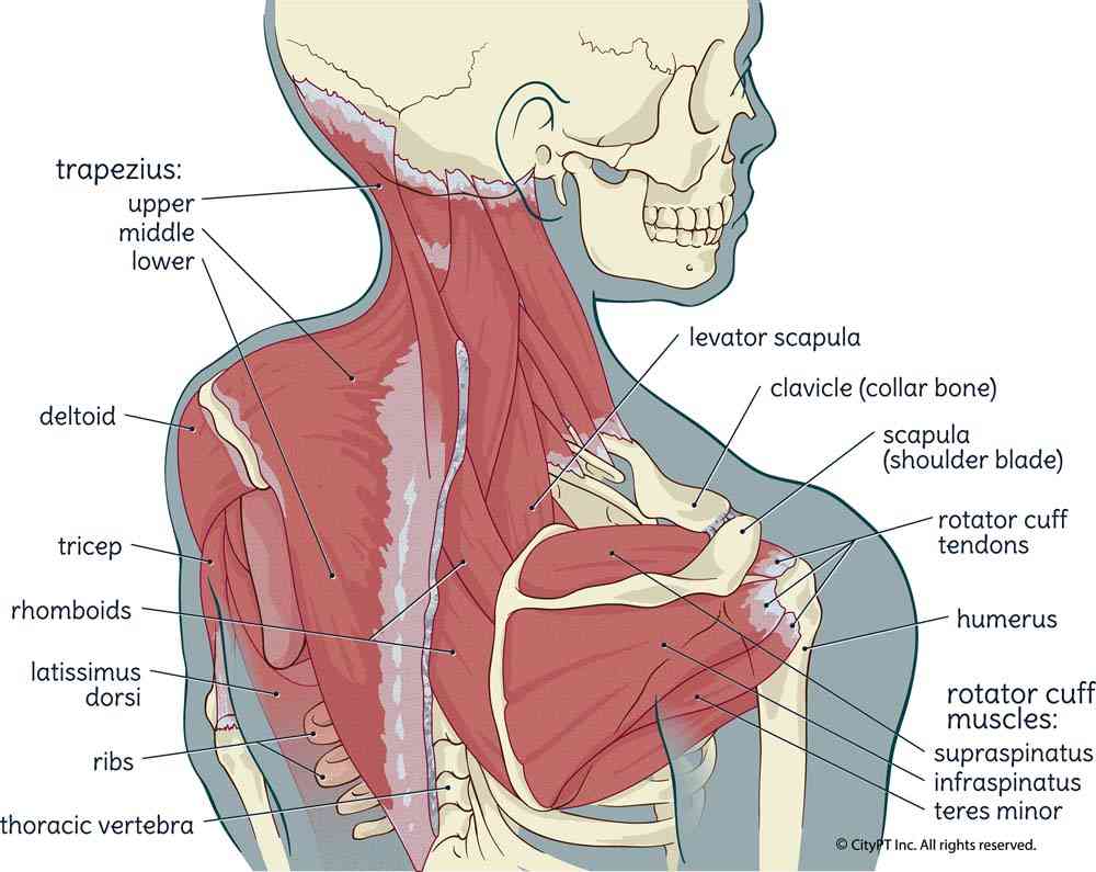 Illustration of the bones and muscles of the cervical spine, thoracic spine, and shoulder