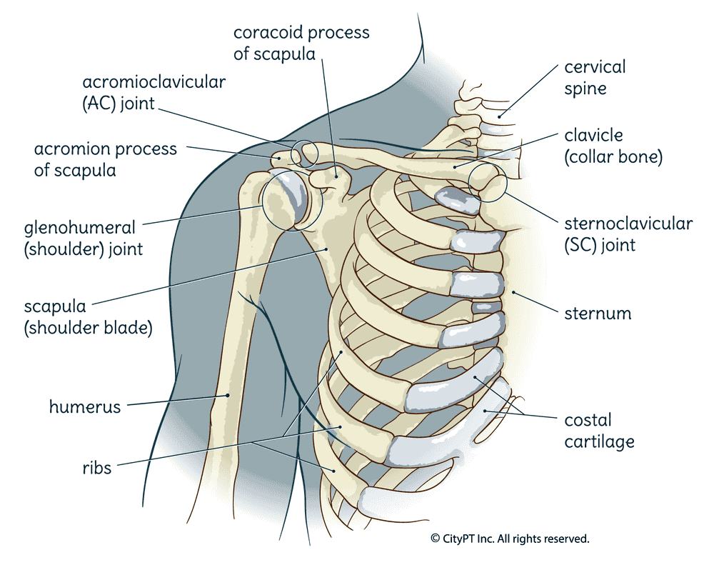 Illustration of the bones and cartilage of the shoulder