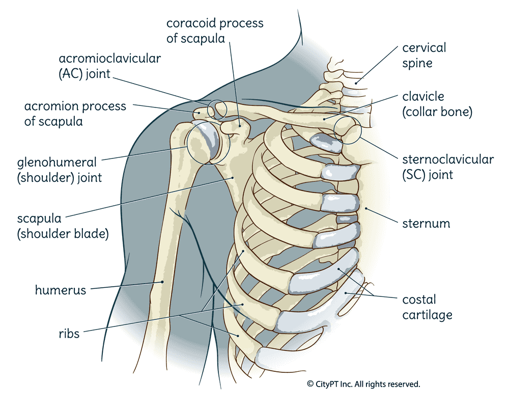 The system of bones and cartilage that make up the shoulder joint. Illustration of the bones and cartilage of the shoulder