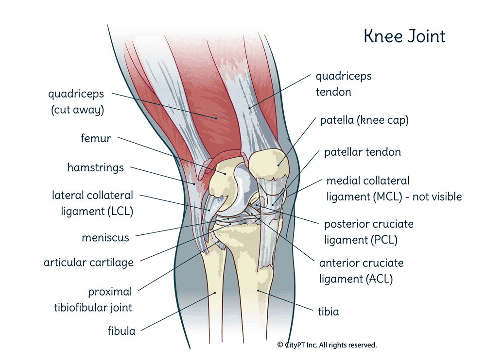 Illustration of the muscles, and bones of the knee