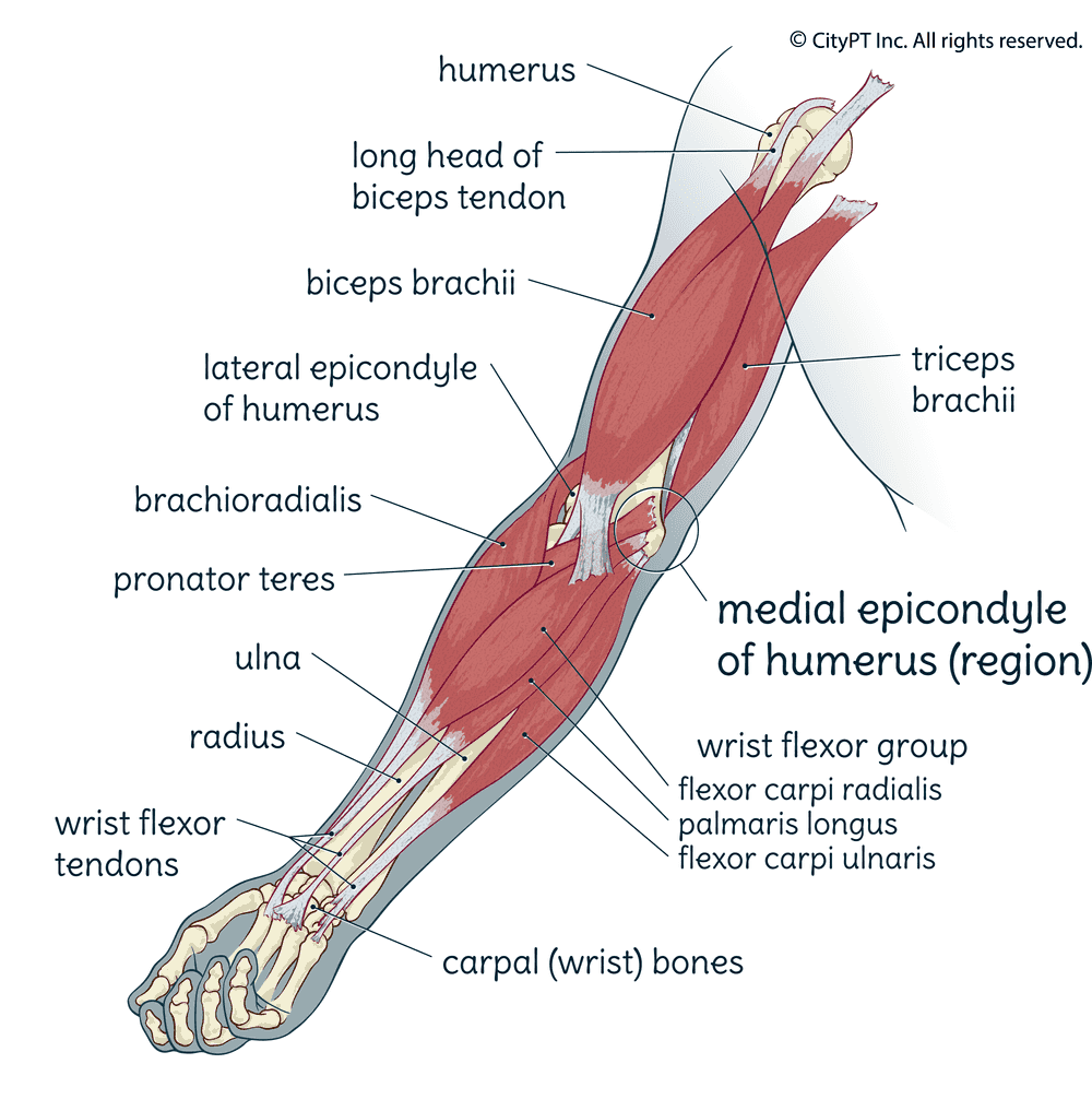 Illustration of the anatomy of the arm, with the medial epicondyle of humerus region emphasized
