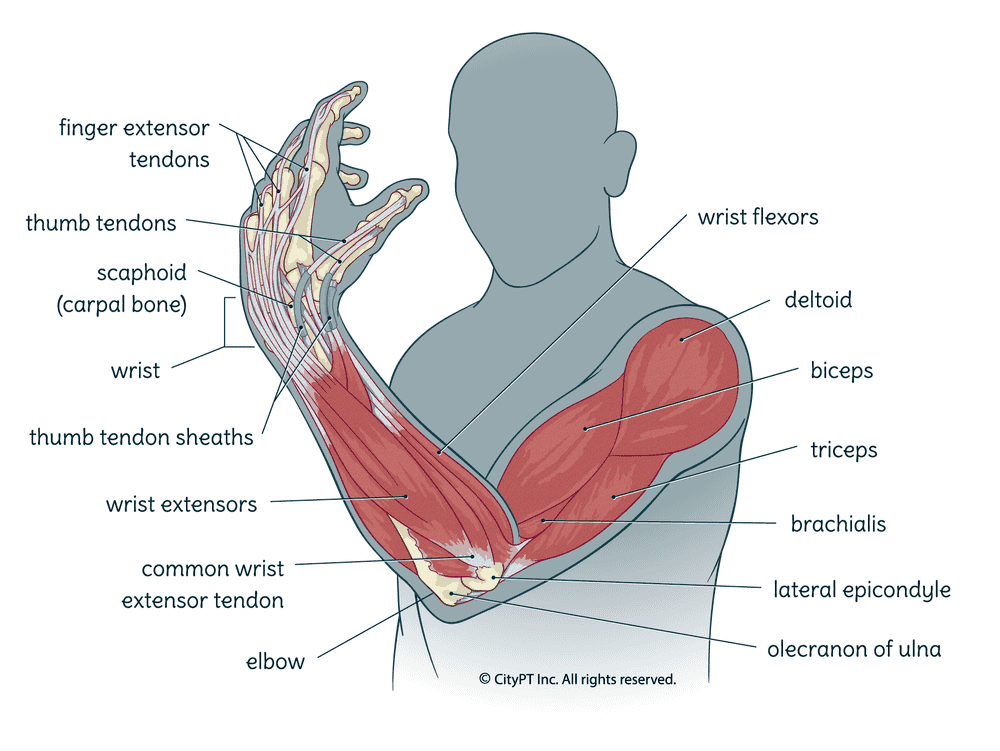 Illustration of the muscles, nerves, and bones of the hand, wrist, and elbow